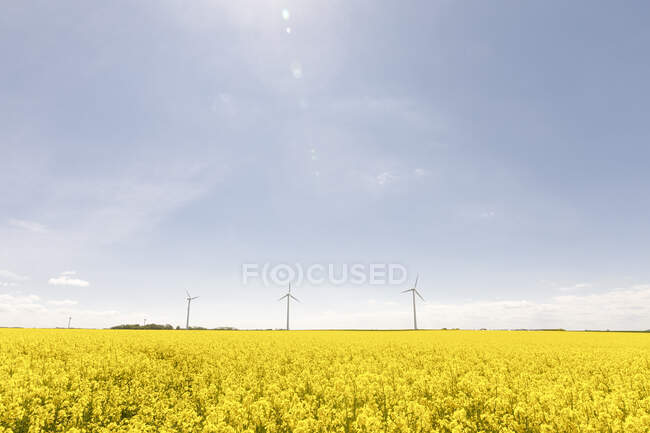 Turbinas eólicas por campo de colza — Fotografia de Stock