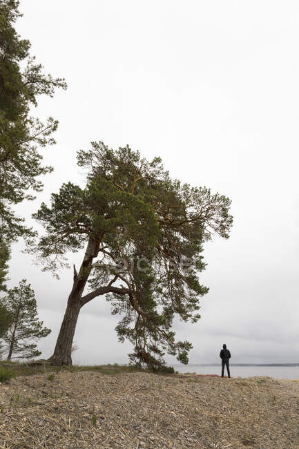 Homem em pé junto a árvores na costa do Lago Glan, Suécia — Fotografia de Stock