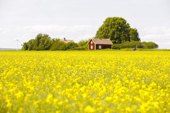 Wind turbine and farmhouse by rapeseed field — Stockfoto