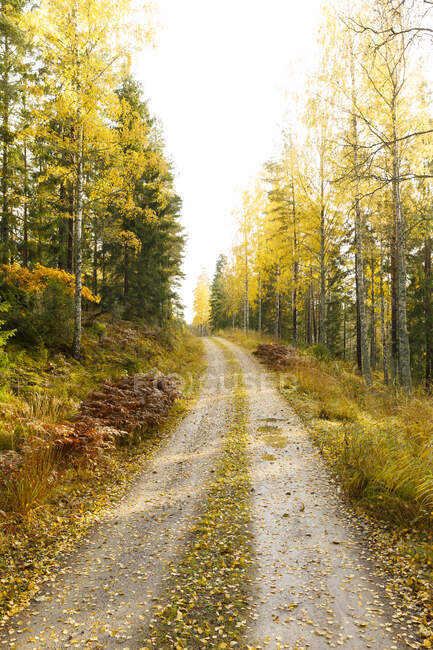 Route à travers la forêt d'automne — Photo de stock
