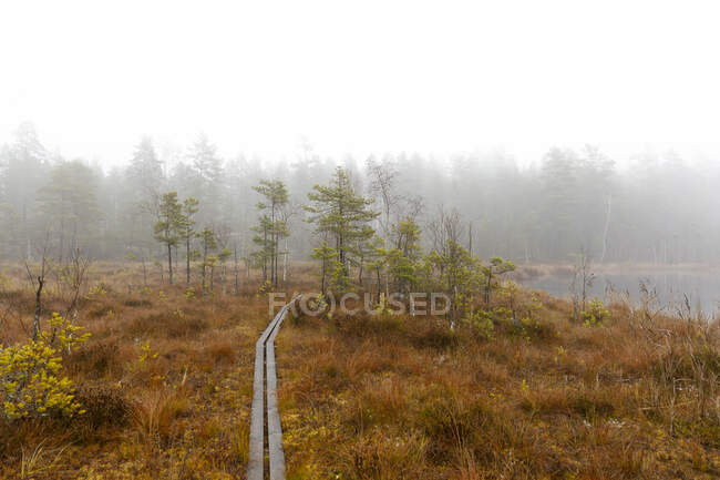 Boardwalk to forest under fog — Photo de stock