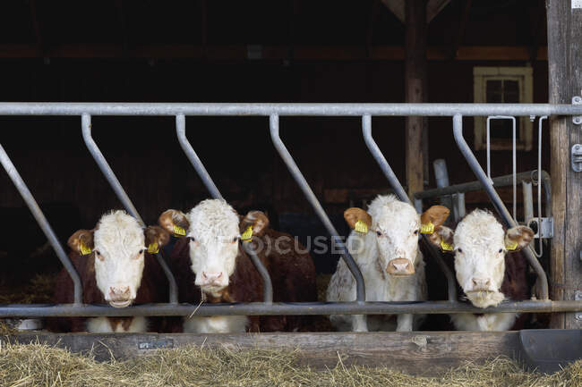 Kälber hinter Zaun auf Bauernhof — Stockfoto