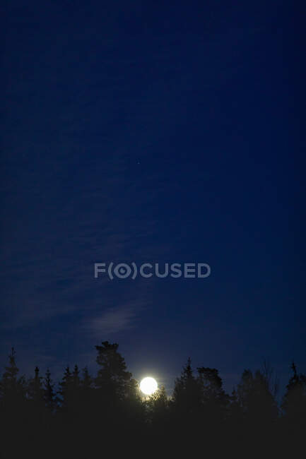 Luna llena sobre los árboles por la noche - foto de stock