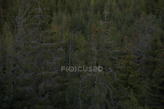 Pinheiros na floresta — Fotografia de Stock