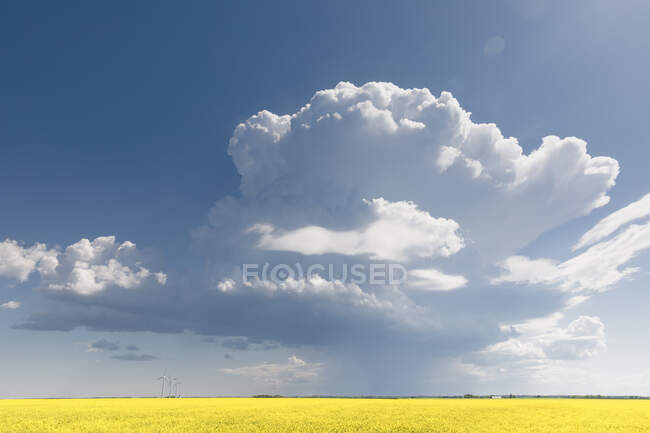 Nubes sobre el campo de colza - foto de stock