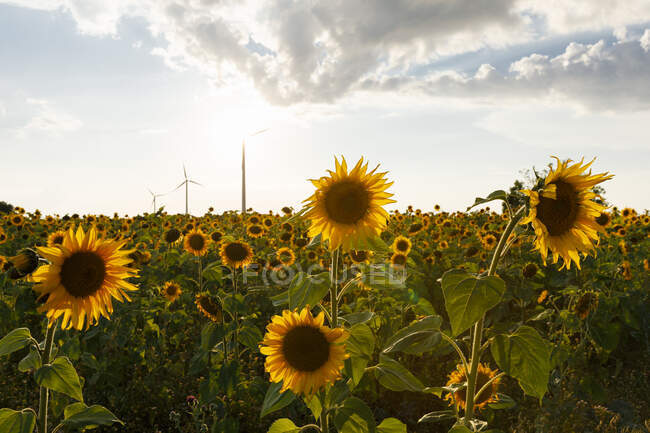 Sonnenblumenfeld bei Sonnenuntergang — Stockfoto