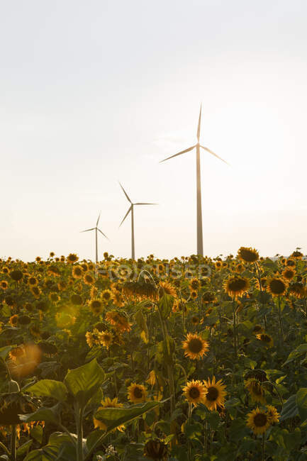 Sonnenblumenfeld und Windräder bei Sonnenuntergang — Stockfoto