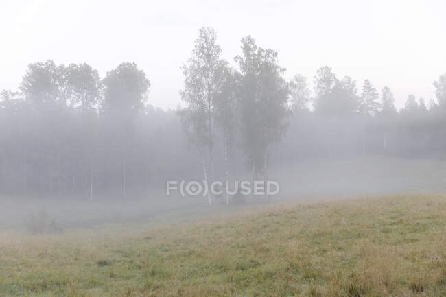 Forest in fog scenic view — Fotografia de Stock