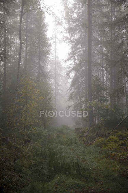 Vue panoramique sur la forêt dans le brouillard — Photo de stock