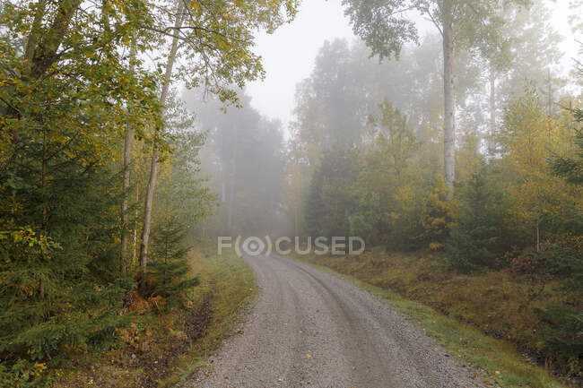 Дорога через лес под туманом — стоковое фото