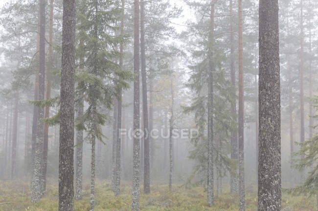 Alberi in foresta in giorno nebbioso — Foto stock