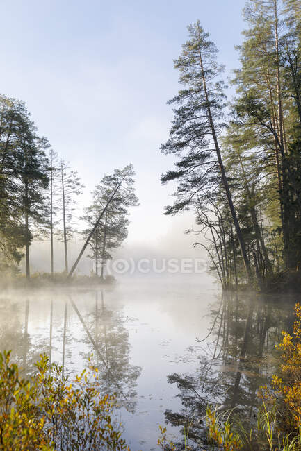 Forest by lake in fog — Stockfoto