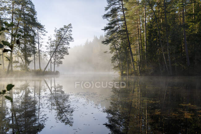 Forest by lake in fog — Photo de stock