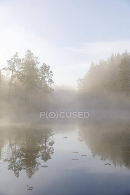 Forest by lake in fog — Stockfoto