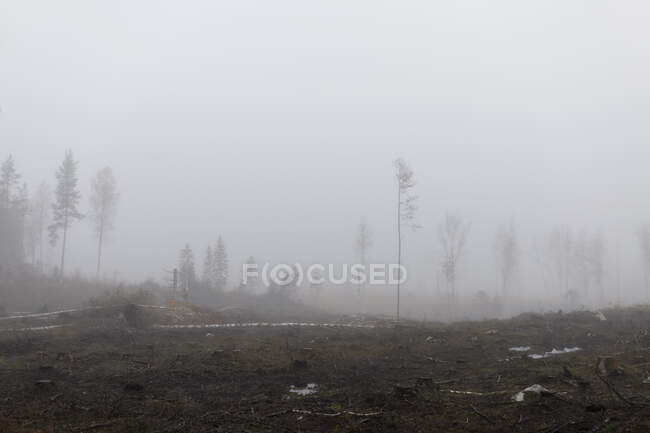 Trees in dirt field in fog — Stock Photo