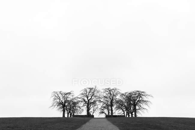 Bare trees in field — Stockfoto