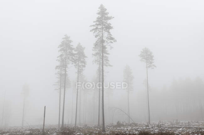 Мальовничий вид на ліс у тумані. — стокове фото