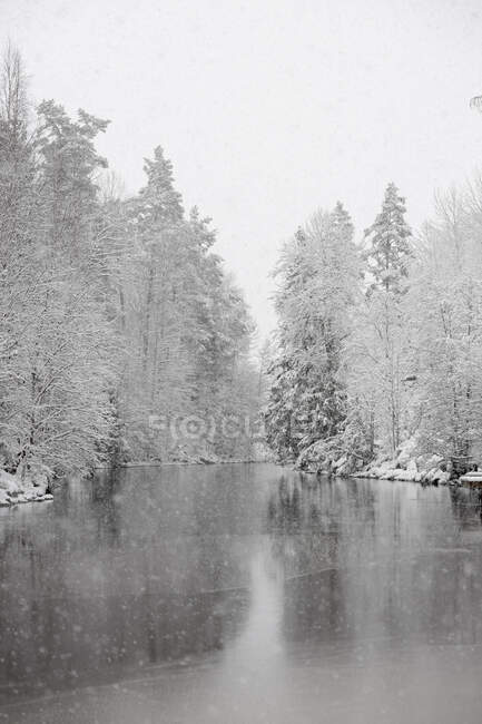 Foresta innevata vicino al lago ghiacciato — Foto stock