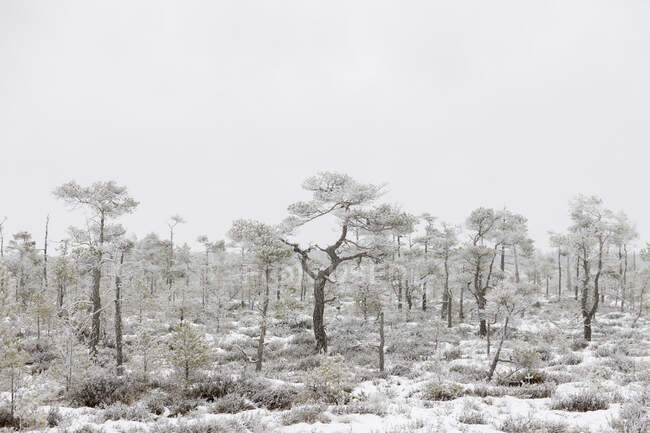 Scenic view of Forest in snow — Fotografia de Stock