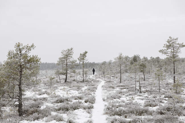 Woman walking on trail in snowy forest — Foto stock