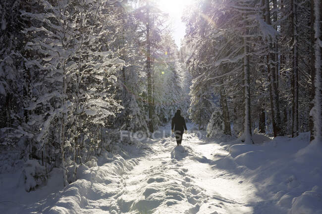 Mujer caminando en el bosque nevado - foto de stock
