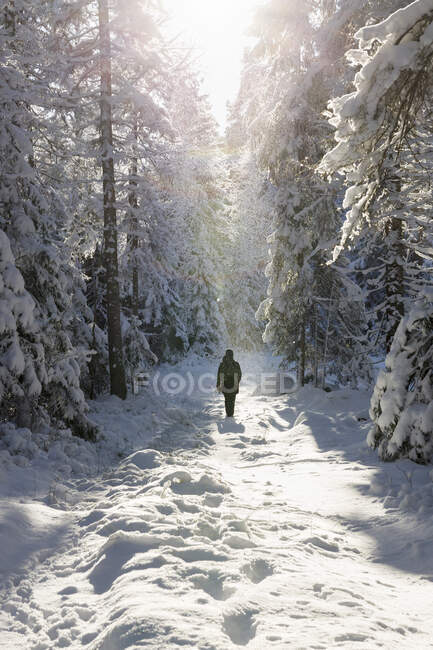 Woman walking in snowy forest — Stock Photo
