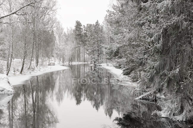 Река в снежном лесу — стоковое фото