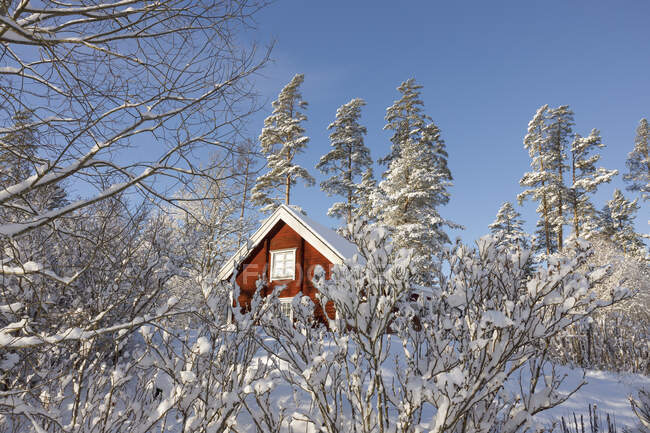 Cabin in snowy forest — Stock Photo