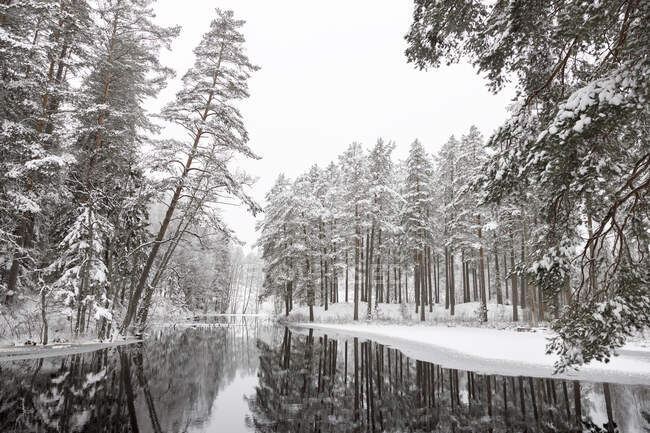 Река в снежном лесу — стоковое фото