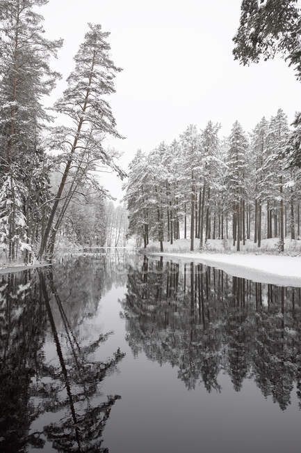 Fluss im verschneiten Wald — Stockfoto