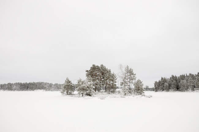 Floresta em campo nevado — Fotografia de Stock