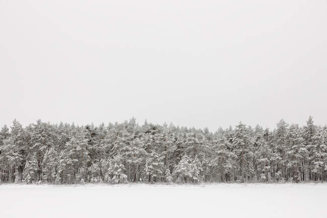 Wald im verschneiten Feld — Stockfoto