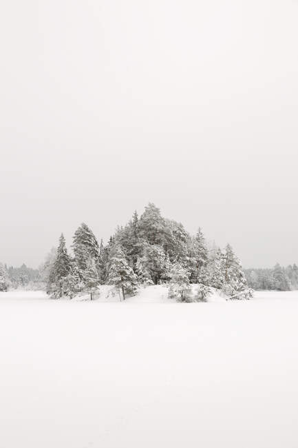 Forest in snowy field — Stock Photo