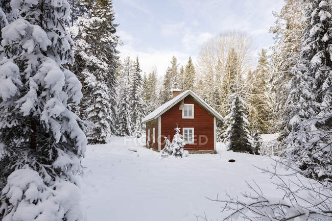 Cabaña en bosque nevado - foto de stock