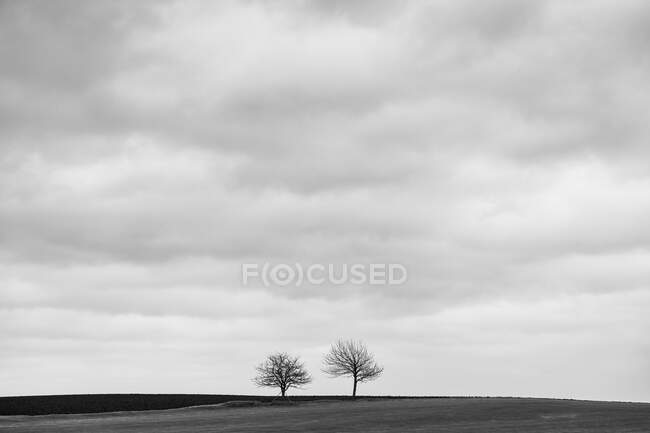 Bare trees in field — Photo de stock