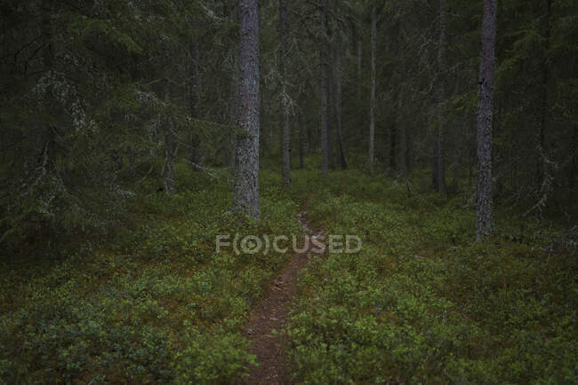 Trail in forest view — Fotografia de Stock