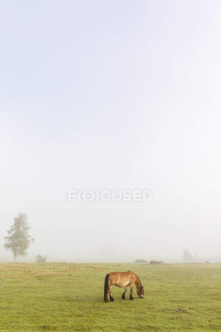 Pastoreio de cavalos no campo sob nevoeiro — Fotografia de Stock