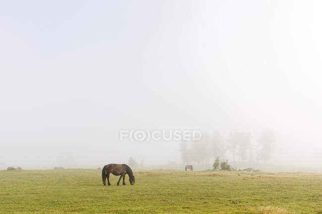 Pastoreo de caballos en el campo - foto de stock