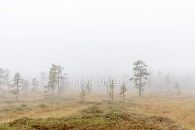 Живописный вид на деревья в тумане — стоковое фото