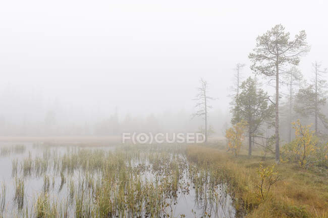 Pond and trees under fog — Stock Photo