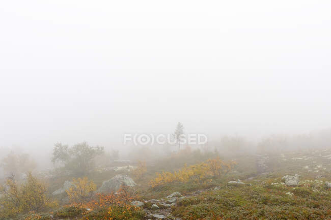 Мальовничий вид дерев у тумані. — стокове фото