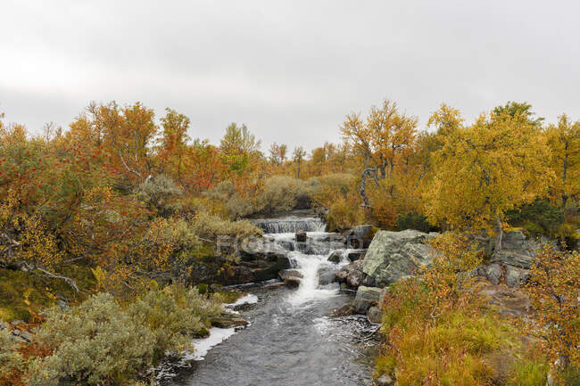 Arbres d'automne par cascade — Photo de stock