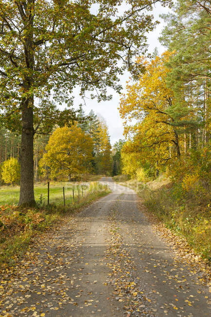 Rural road and autumn trees — Fotografia de Stock