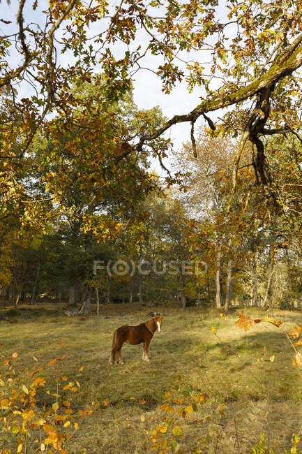 Scenic view of Horse in field — Fotografia de Stock