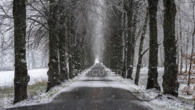 Сельская дорога и деревья зимой — стоковое фото