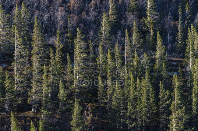Malerischer Blick auf den Wald — Stockfoto