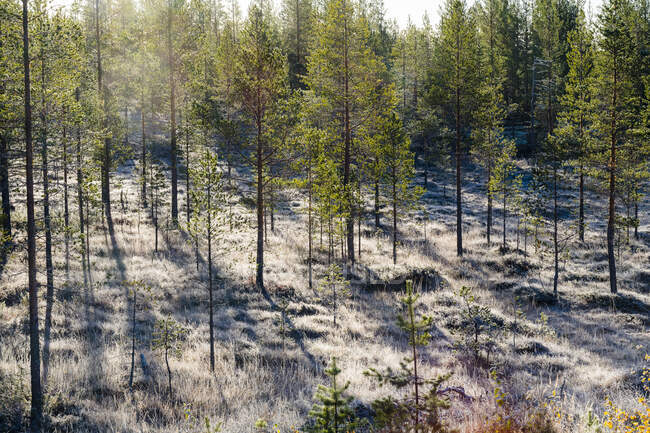 Vista panorámica del bosque bajo el sol - foto de stock