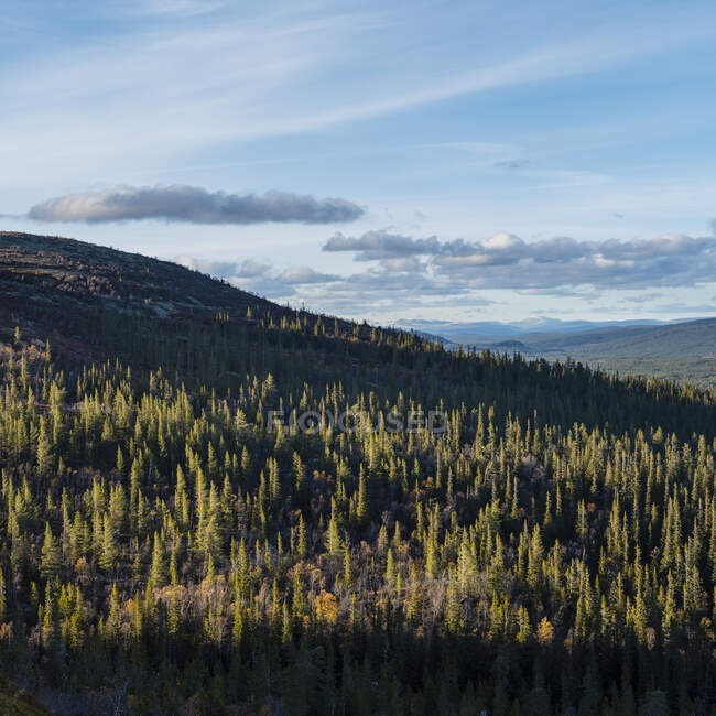 Живописный вид на лес на холме — стоковое фото