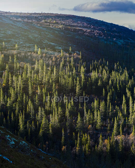 Malerischer Blick auf Wald auf Hügel — Stockfoto