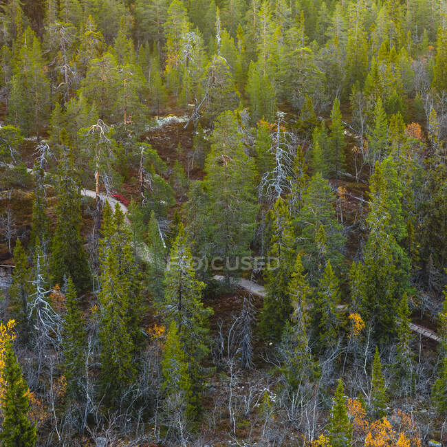 Vista panorámica del bosque - foto de stock